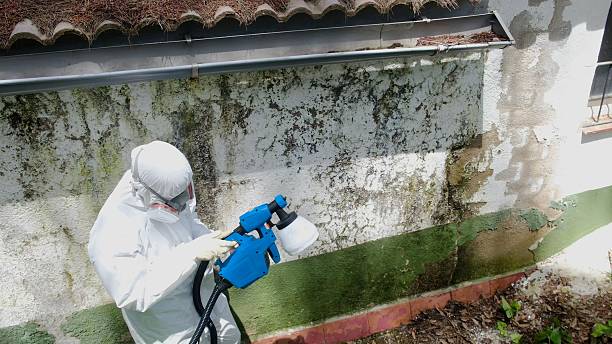 Top rated local Mold Remediation specialists in Bernardsville, NJ